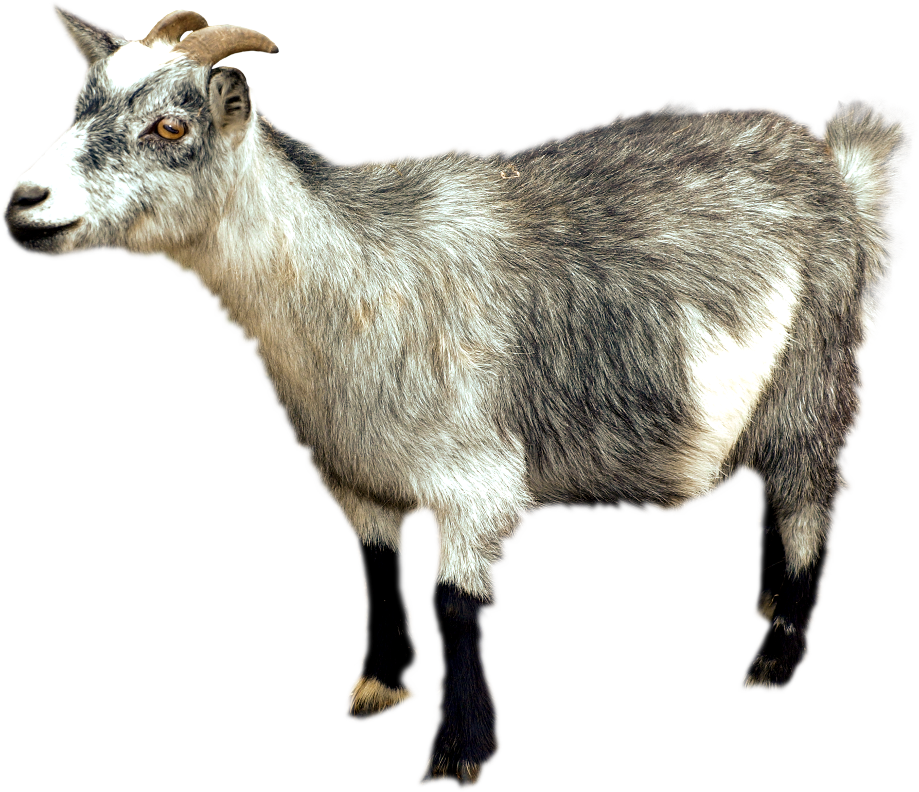 goat clipart family