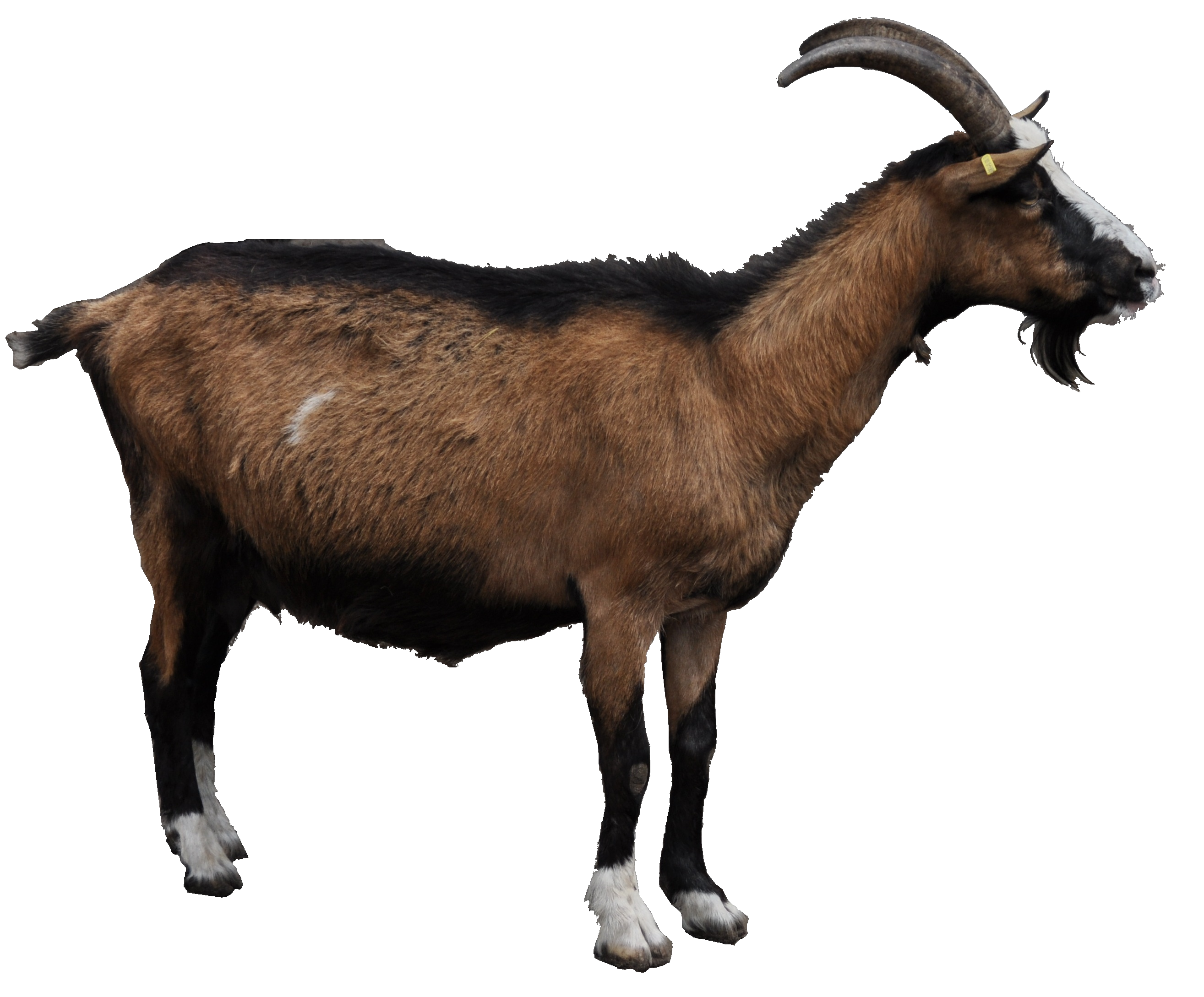 foot clipart goat