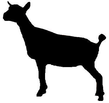 goat clipart nigerian dwarf goat