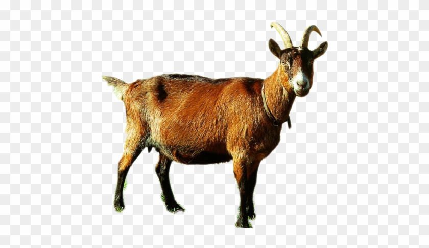 clipart goat goat indian