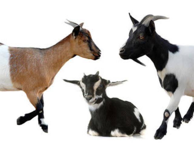 Clipart goat grey object. Free download clip art