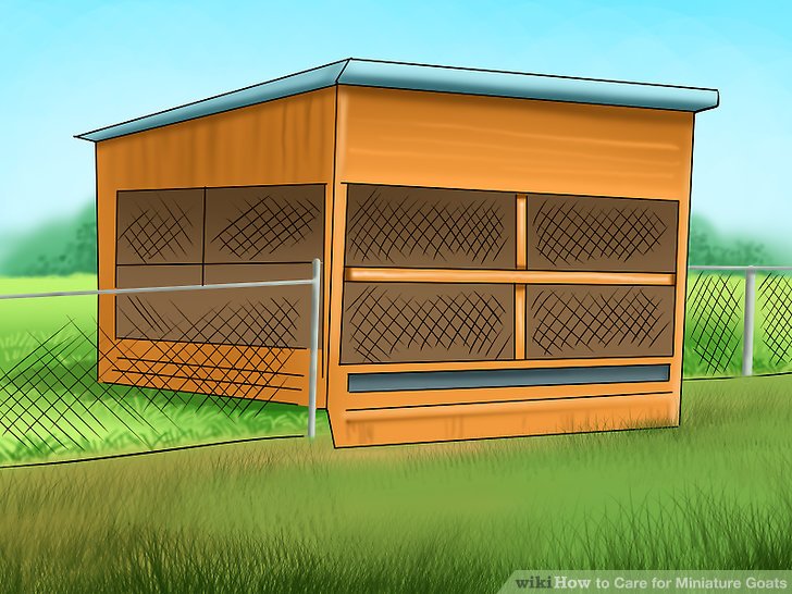 Goat clipart home. How to care for