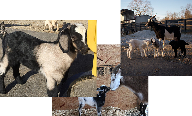 Clipart goat kiko goat. Honey stables ranch new