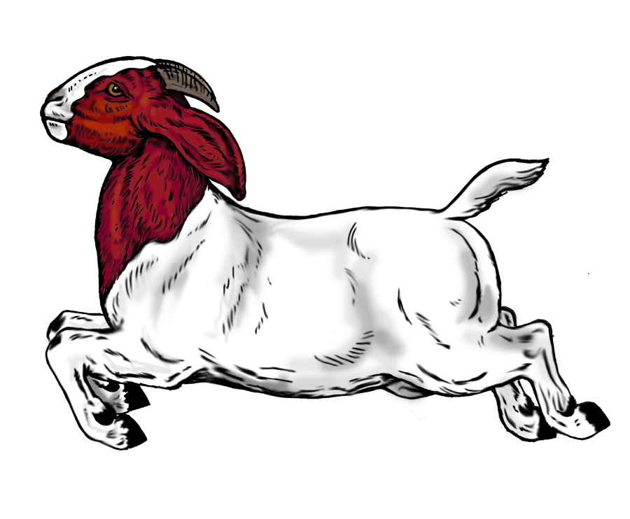 Clipart goat kiko goat.  collection of boer