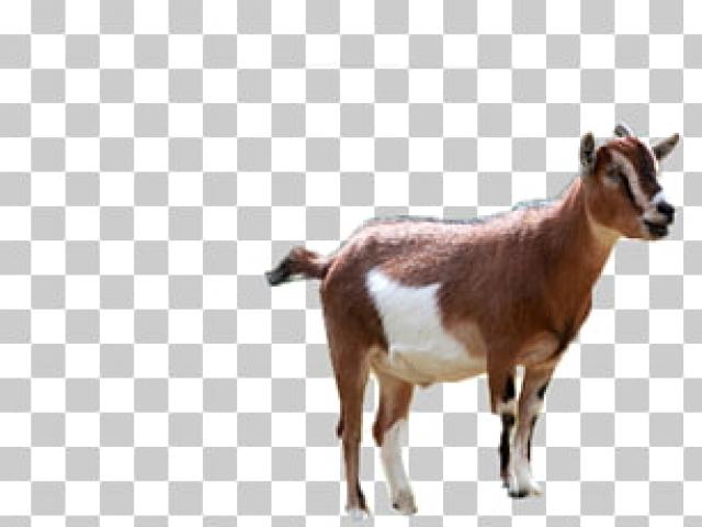 Free download clip art. Clipart goat madden mobile