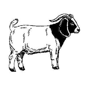 goat clipart meat goat
