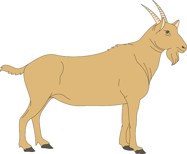 goat clipart middle