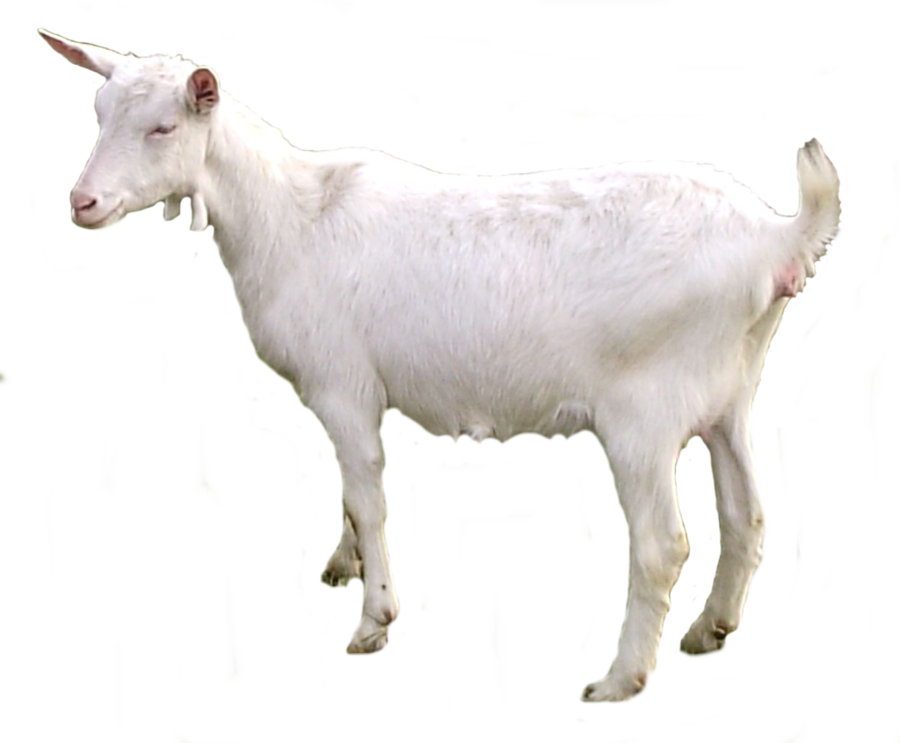 clipart goat milk goat