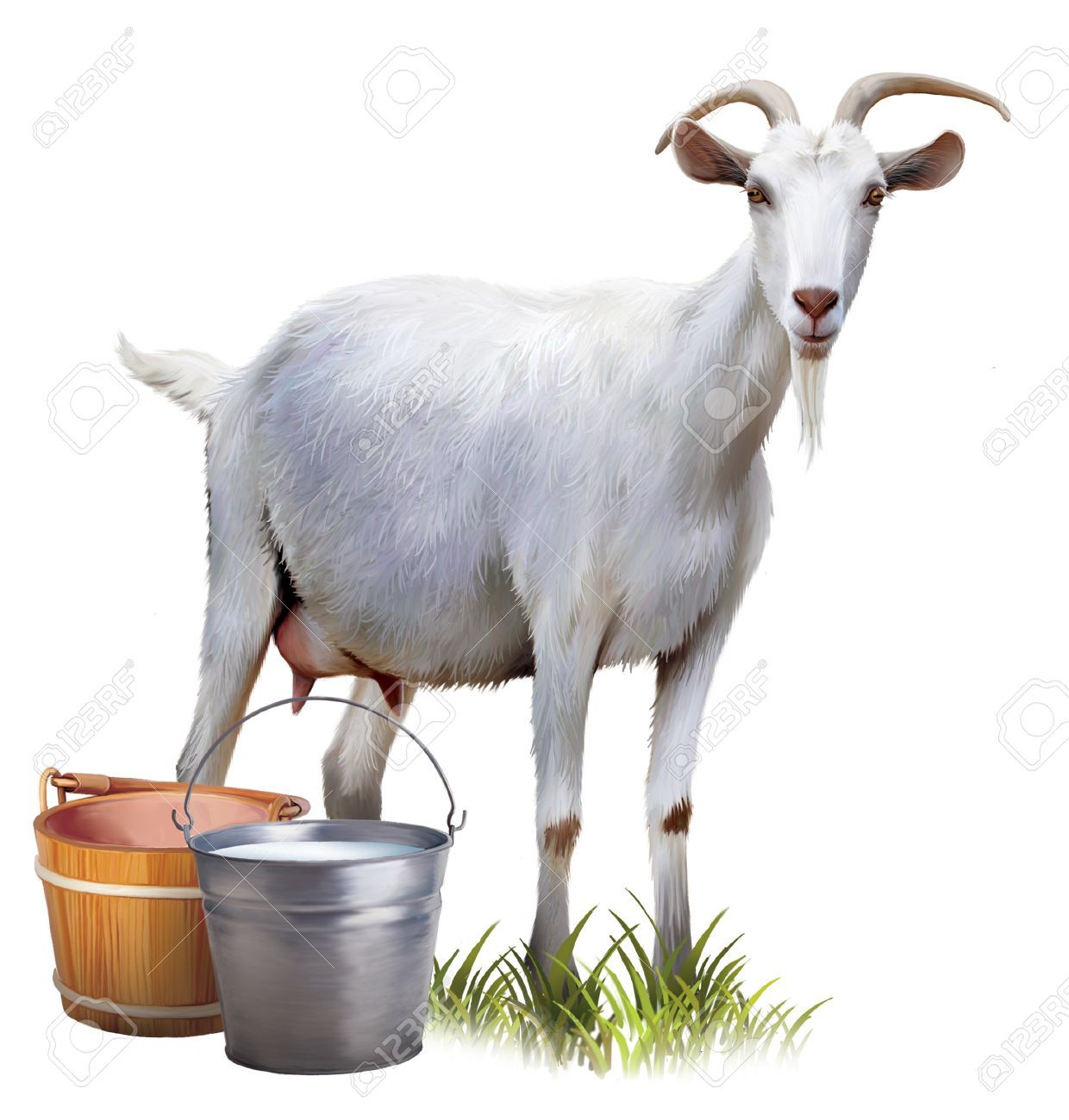 I missed goats milk. Clipart goat milking goat