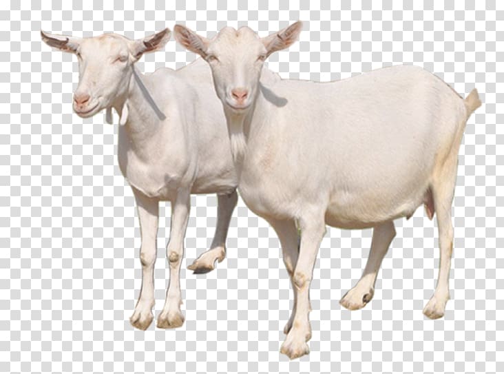 clipart goat mother goat