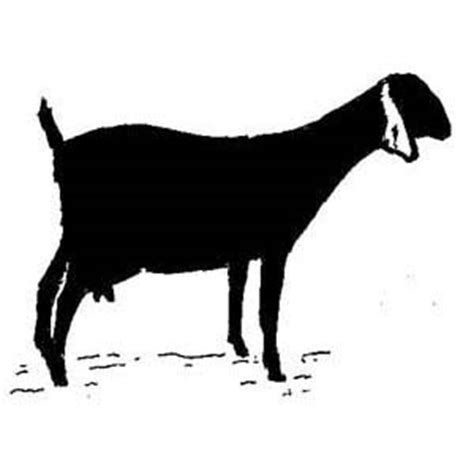 goat clipart nubian goat