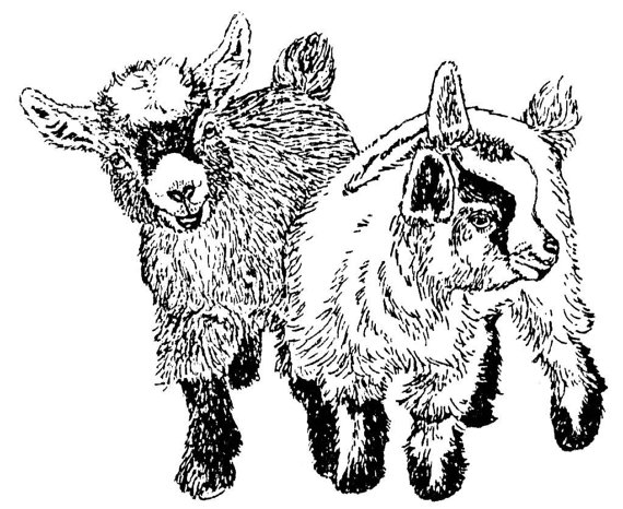 clipart goat pygmy goat