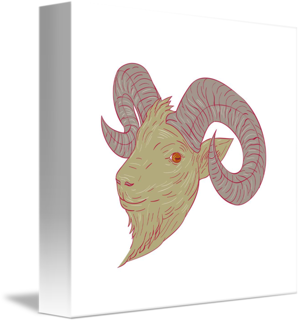 Goat clipart ram. Head drawing at getdrawings
