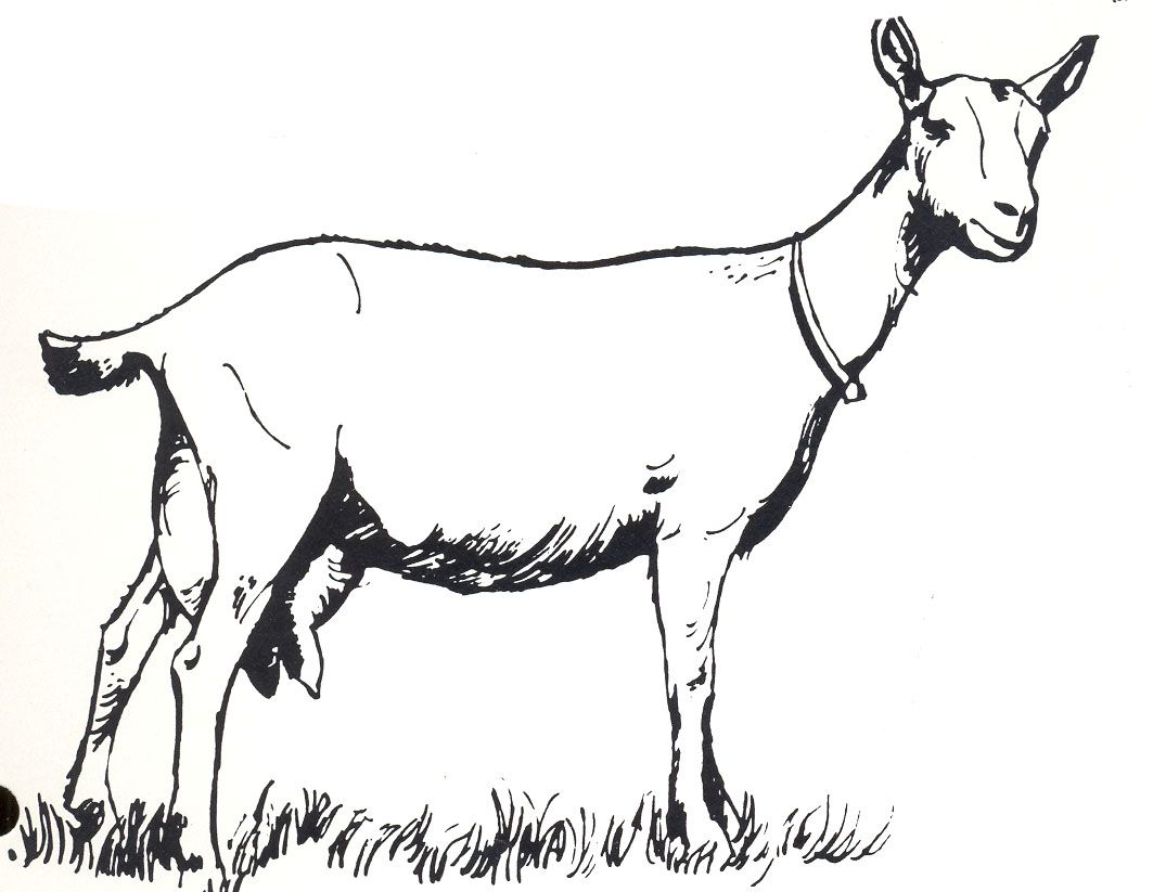 clipart goat sketch