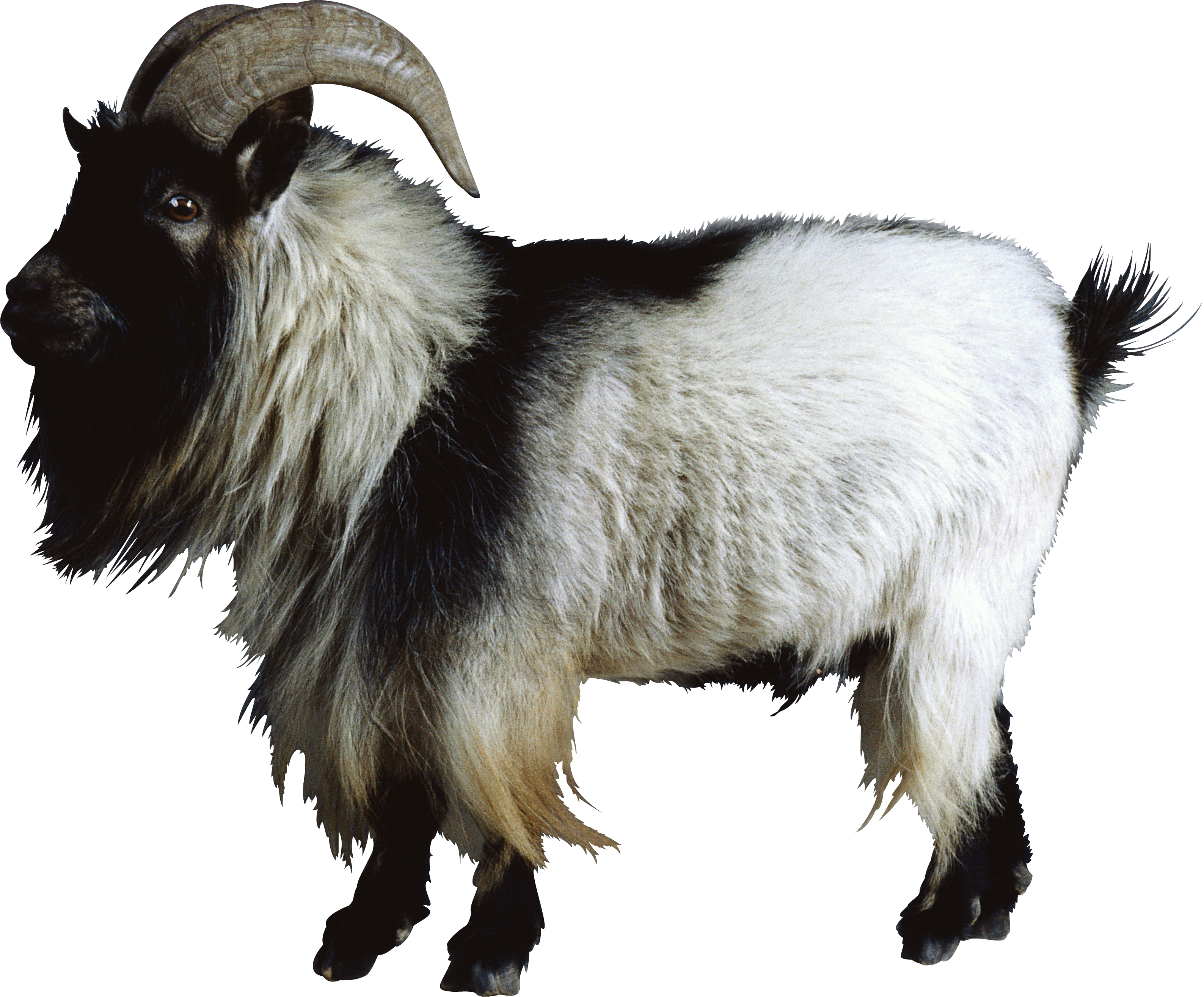 Png . Goat clipart wild goat