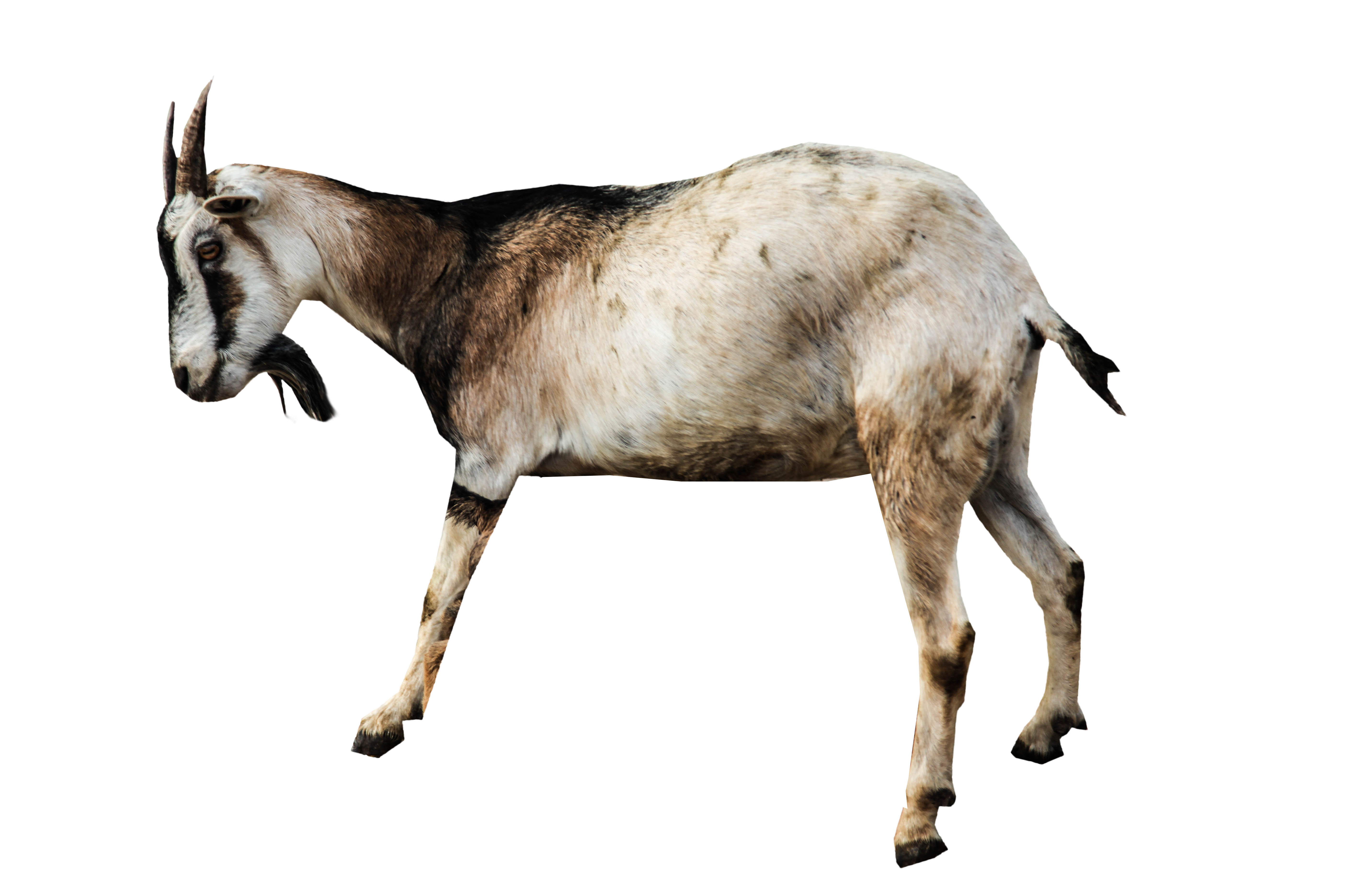 goat clipart standing