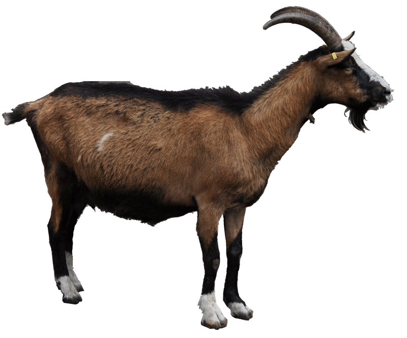 Cabras y ovejas png. Clipart goat wild goat