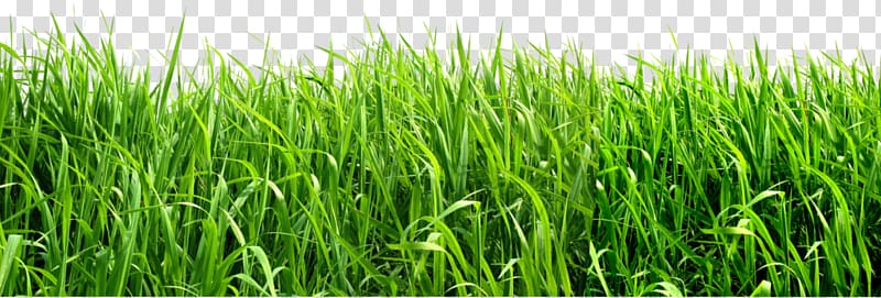 Green grasses background transparent. Clipart grass fodder
