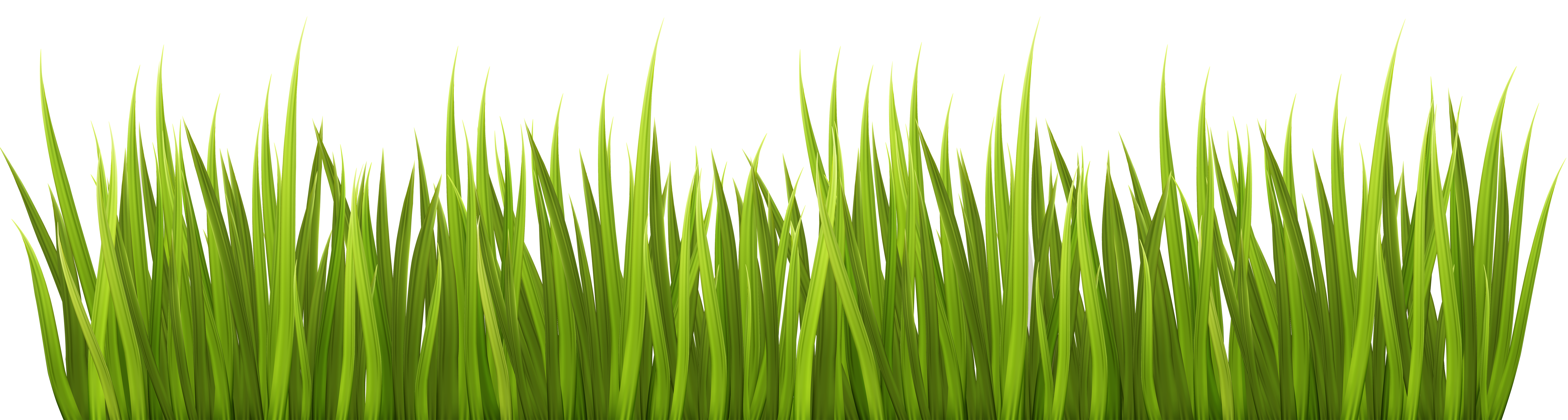 Spring png transparent clip. Clipart grass head