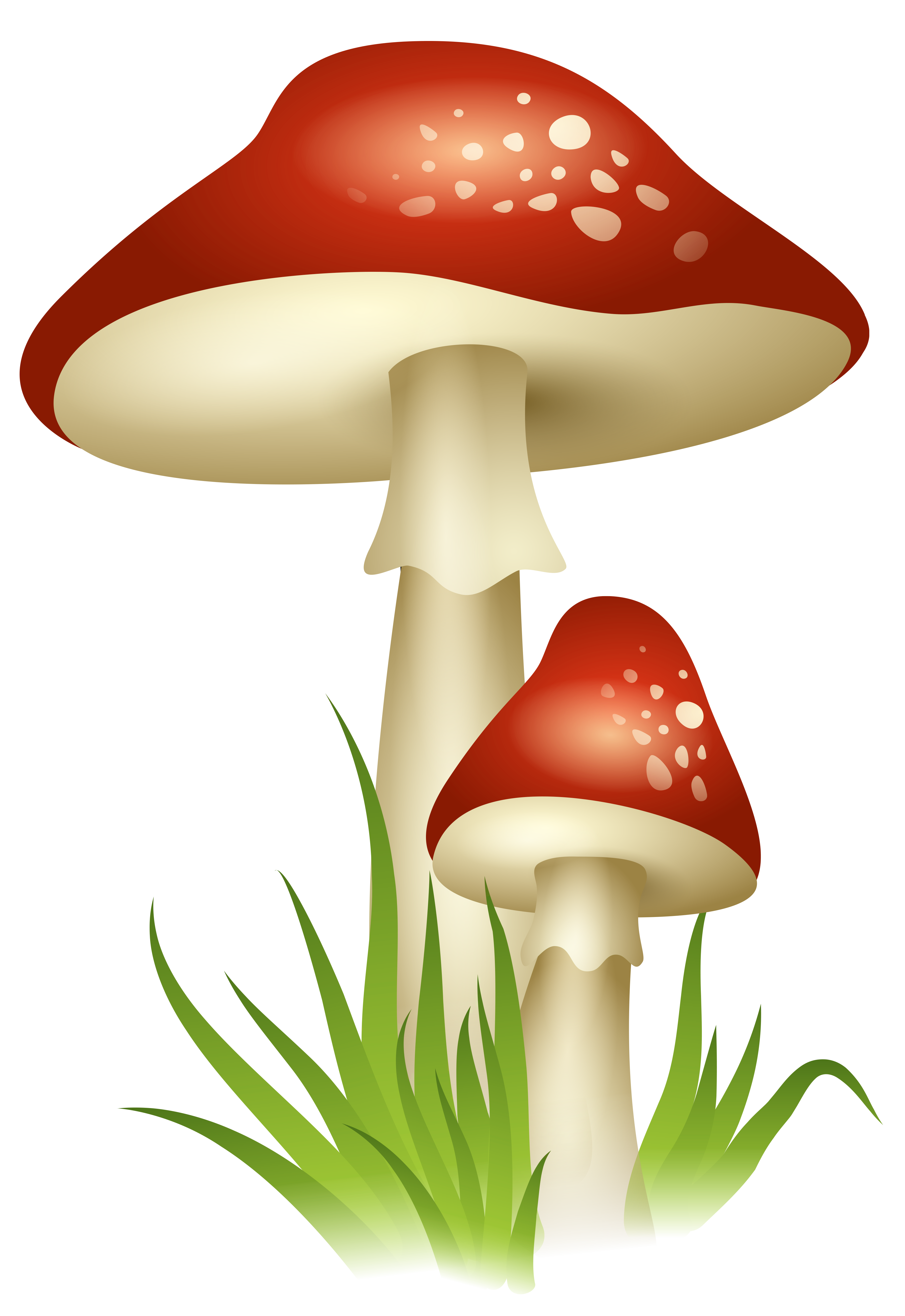 Clipart grass mushroom. Mushrooms transparent png picture