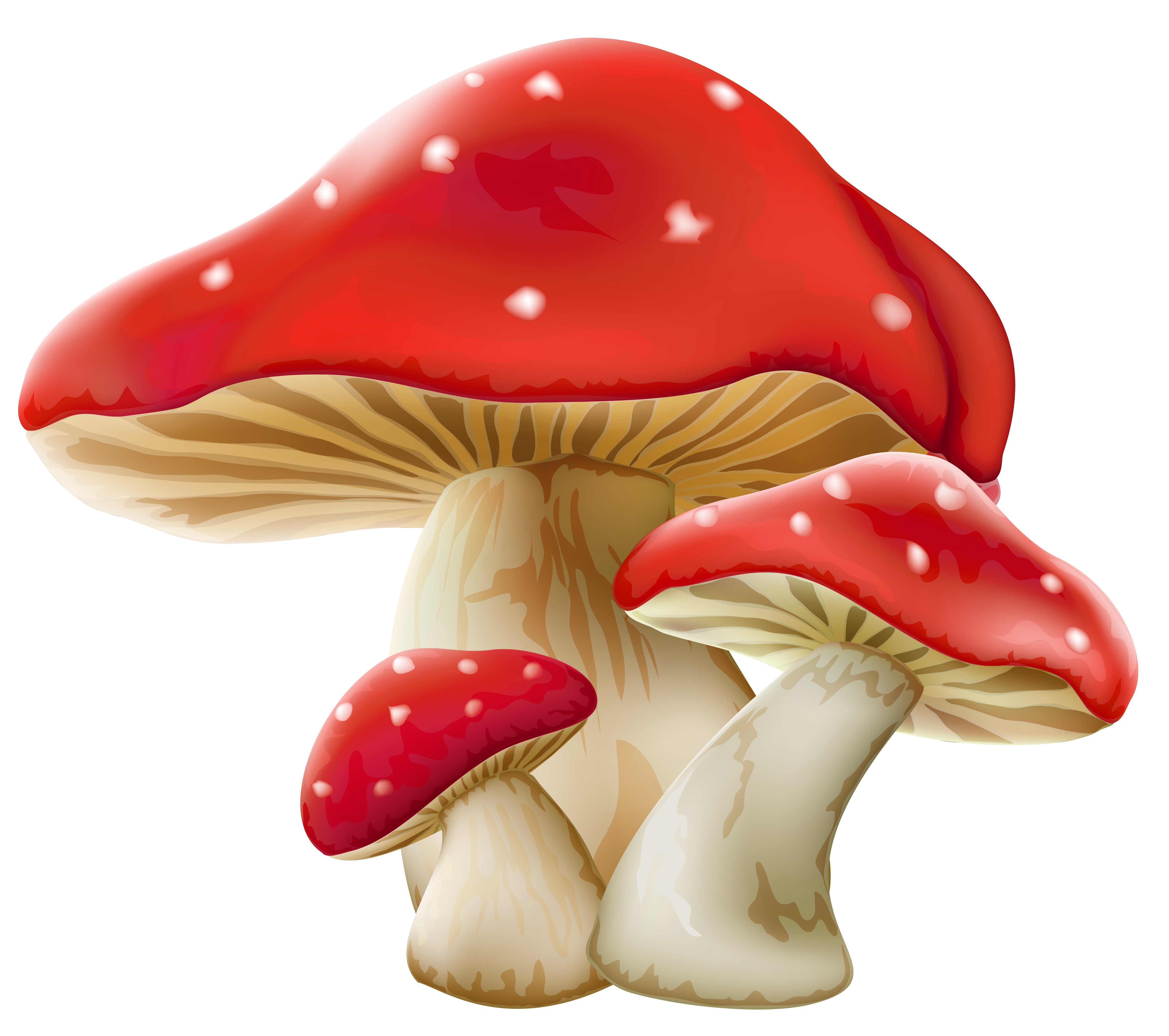 Mushrooms png picture gallery. Clipart grass mushroom