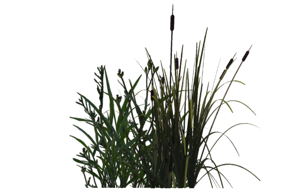 Transparent png pictures free. Grass clipart pond