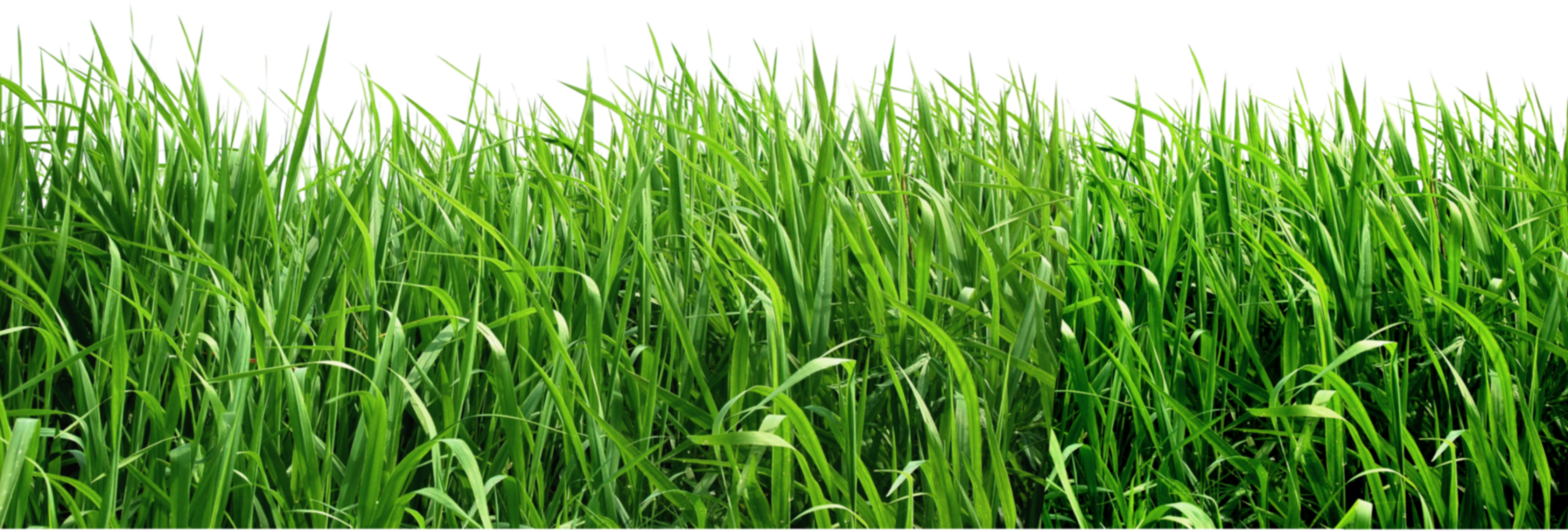 Outdoors Clipart Grassy Meadow Outdoors Grassy Meadow Transparent FREE