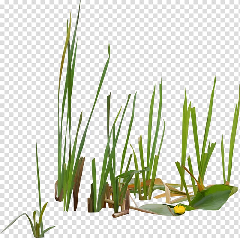 clipart grass reed grass