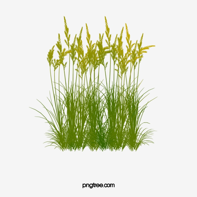 clipart grass reed grass