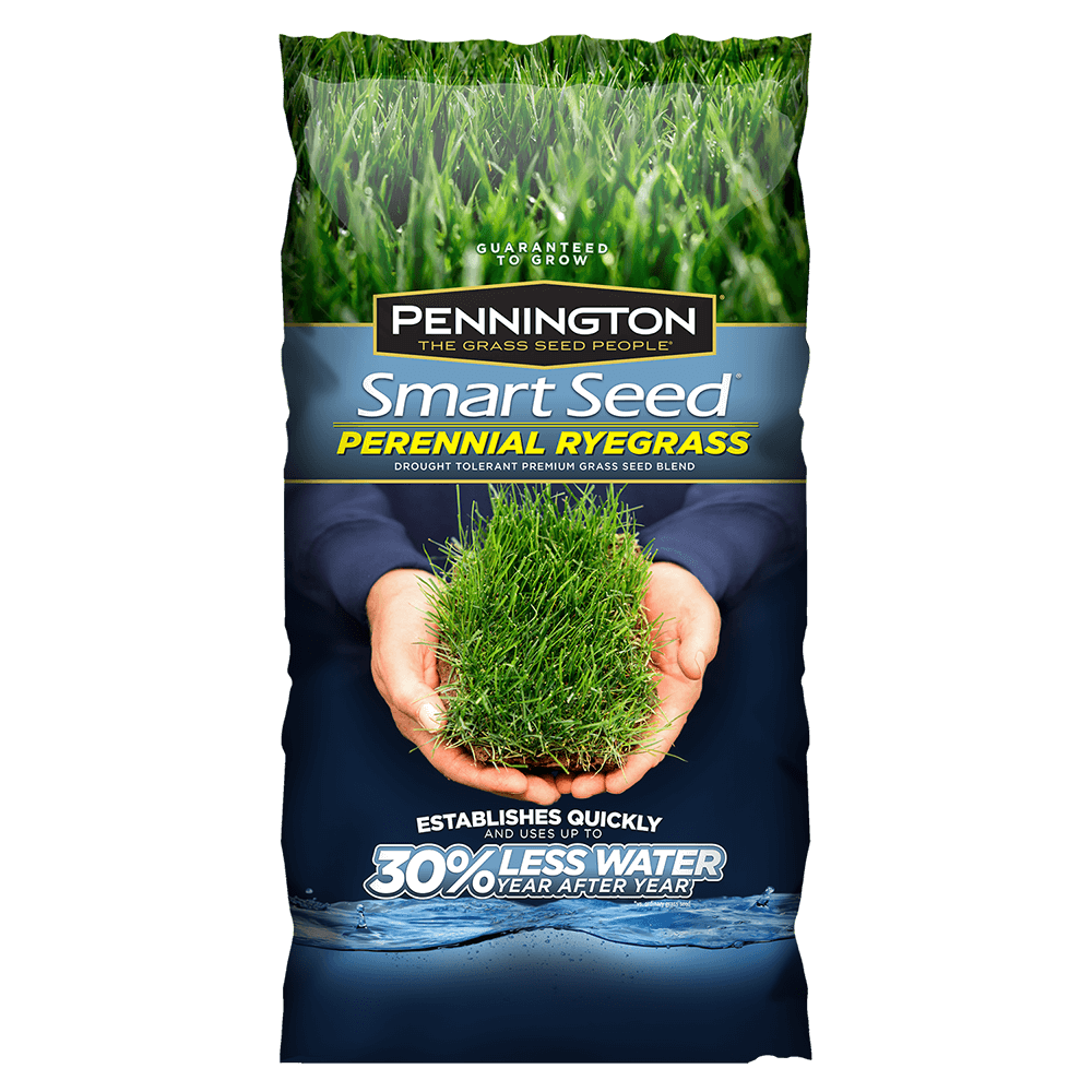 Smart seed perennial pennington. Grass clipart ryegrass