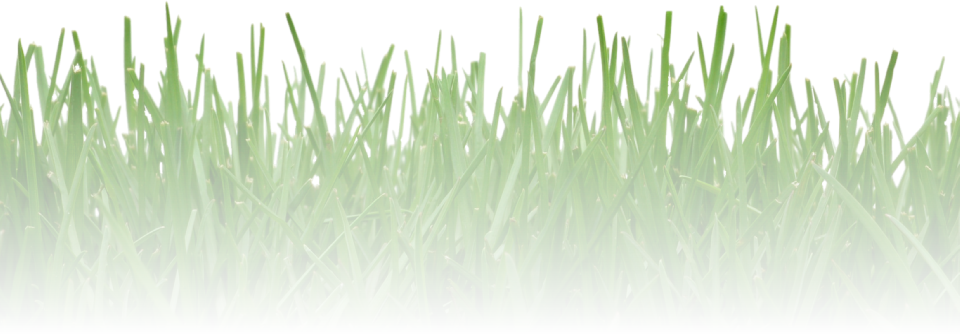 Grass clipart ryegrass. Bluegrass mixes athletic fields