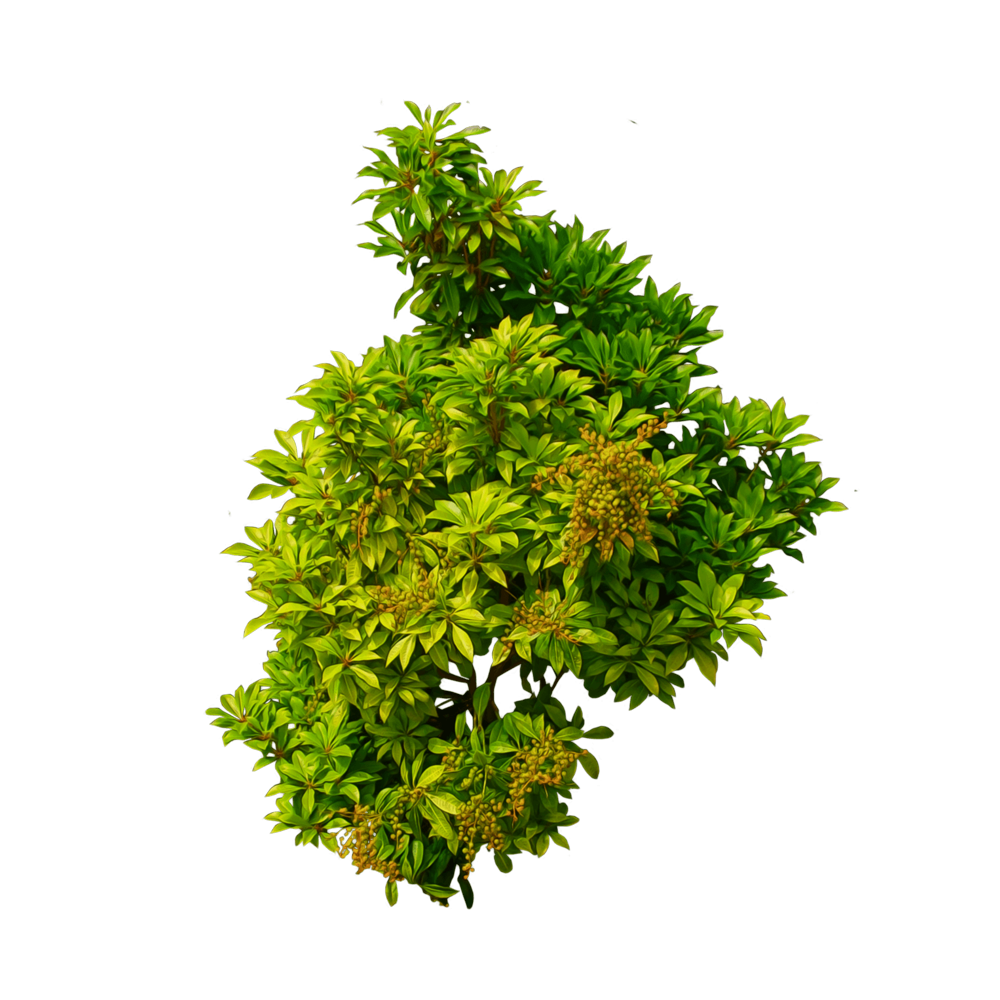 clipart grass shrub