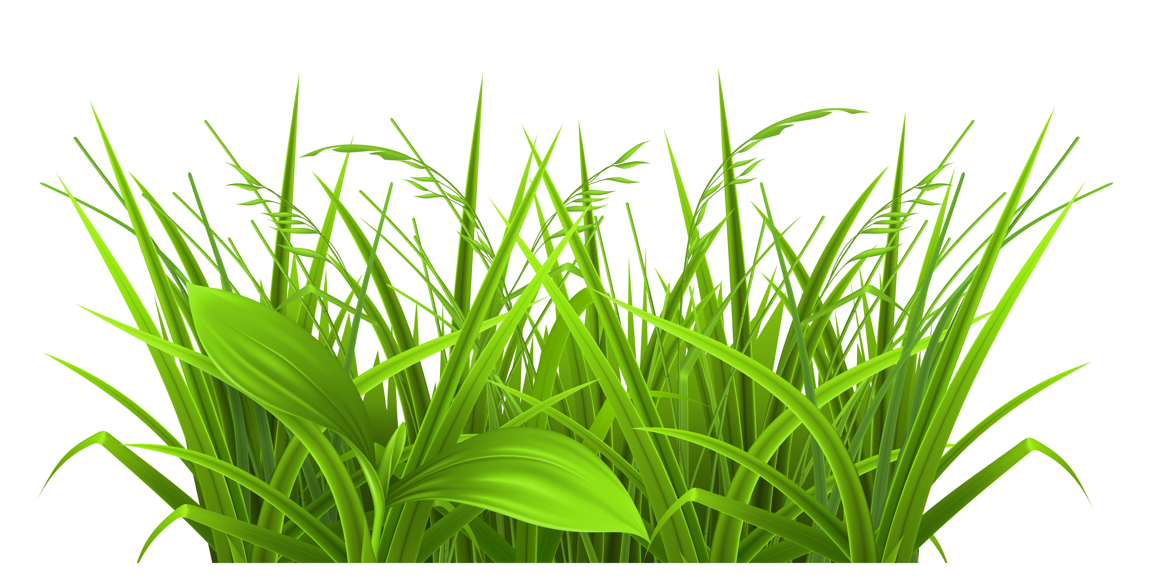 Tropical grasses . Wheat clipart wheat grass
