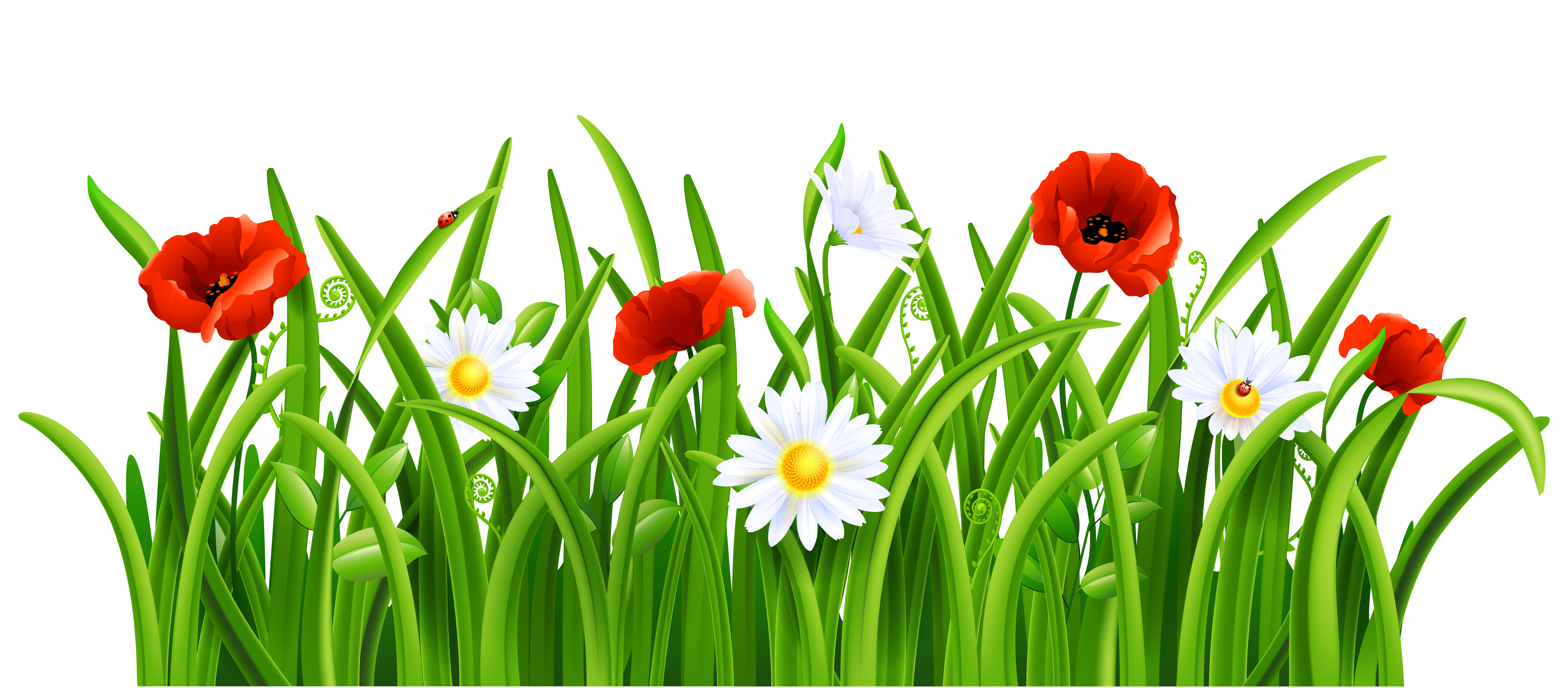 Poppies and daisies with. Daisy clipart high grass