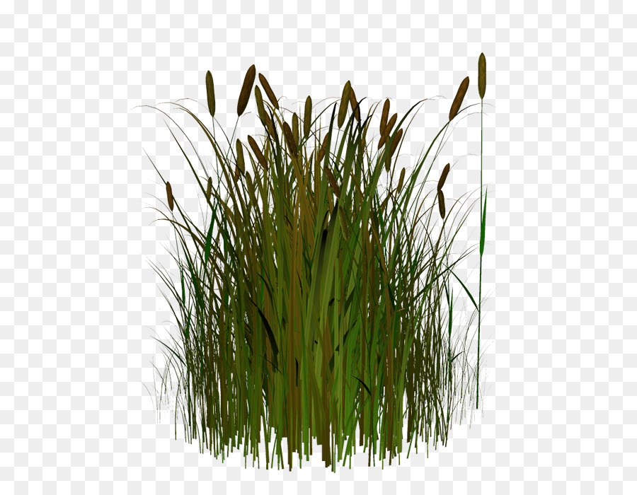 Clipart grass wild grass. Png free transparent images