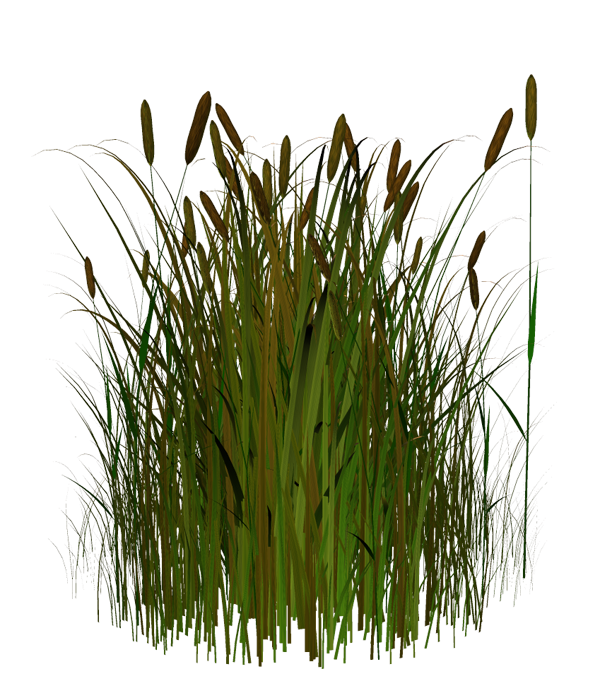Grass clipart wild grass. Shrub tree clip art