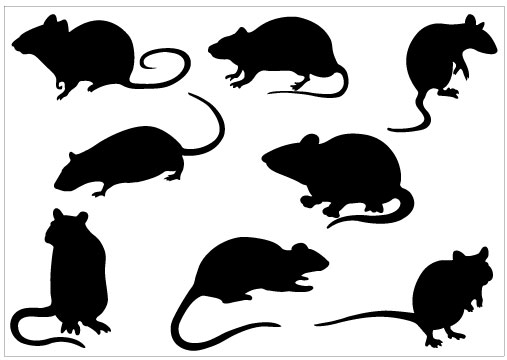 Clip art library . Rat clipart halloween