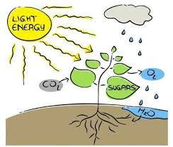 Clipart hammer living thing. Free download clip art