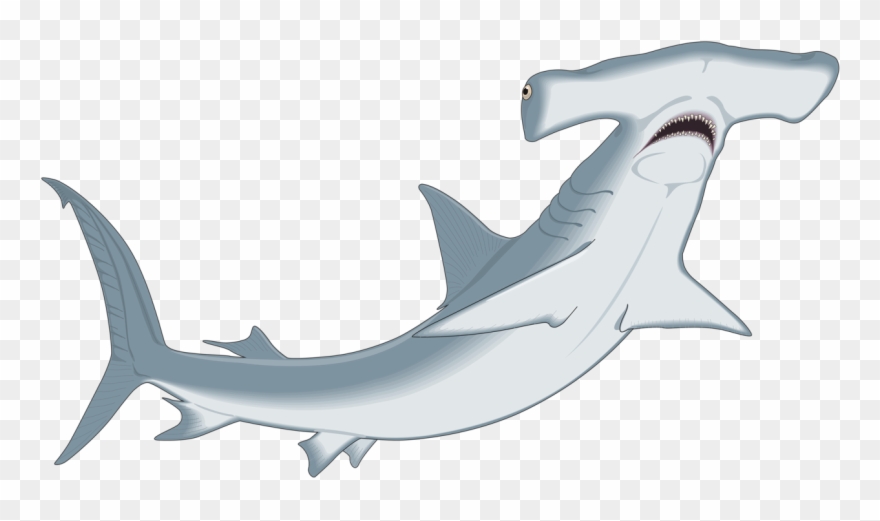 clipart shark hammerhead shark