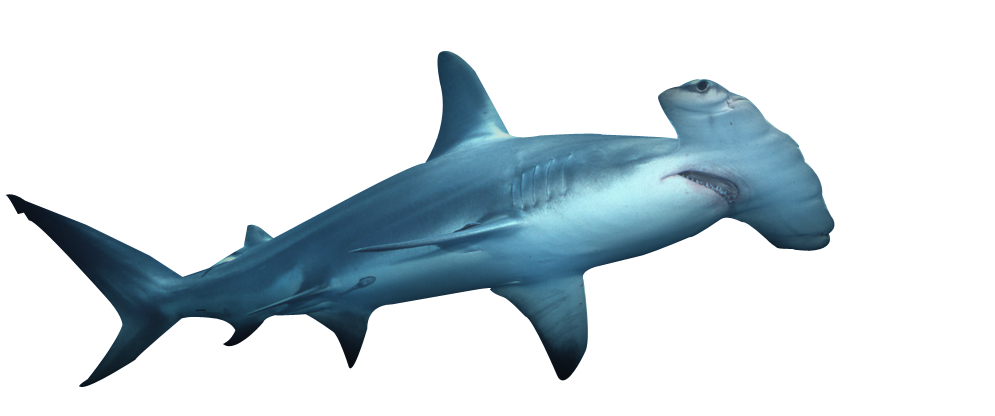 clipart shark hammerhead shark