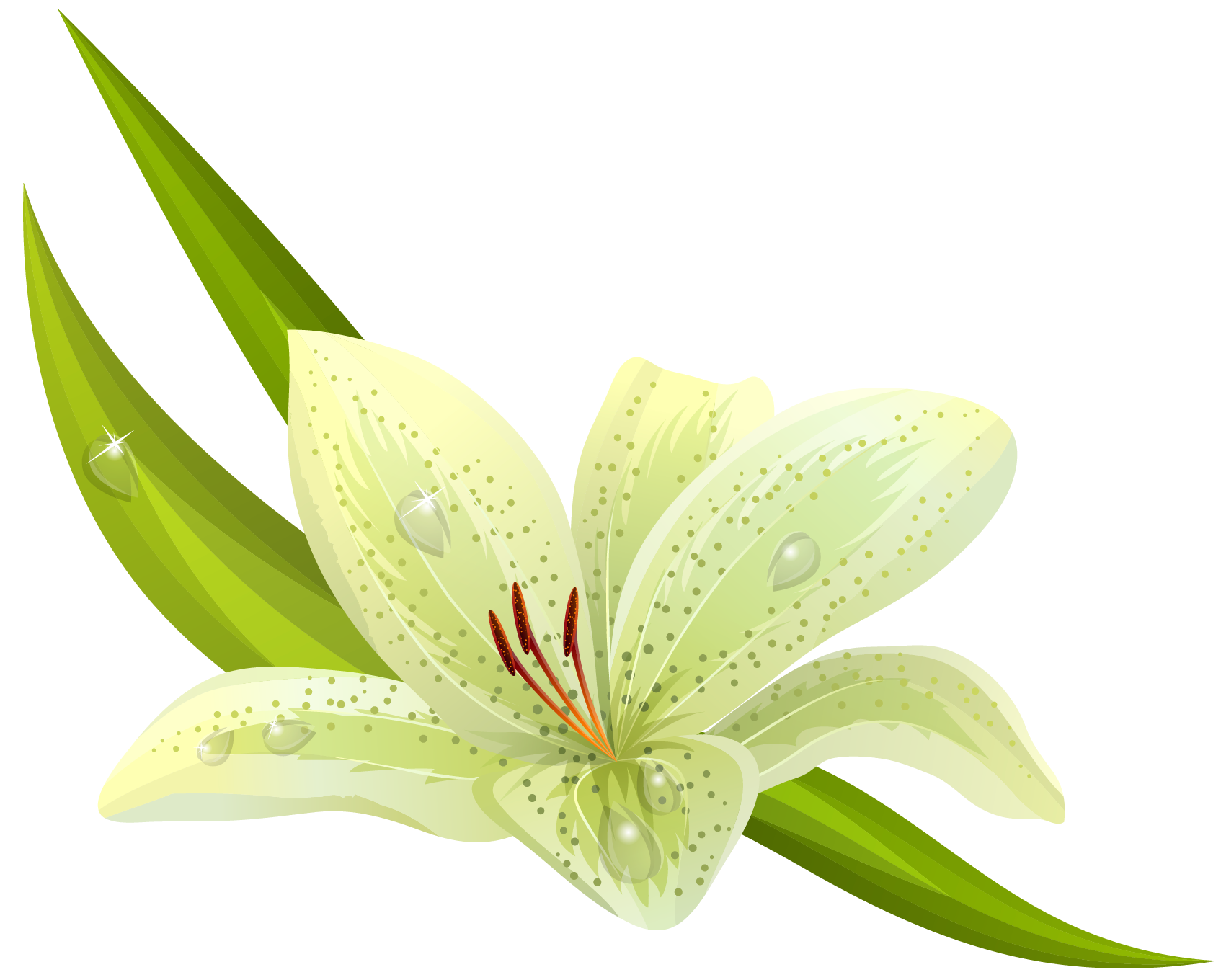 lily clipart realistic flower