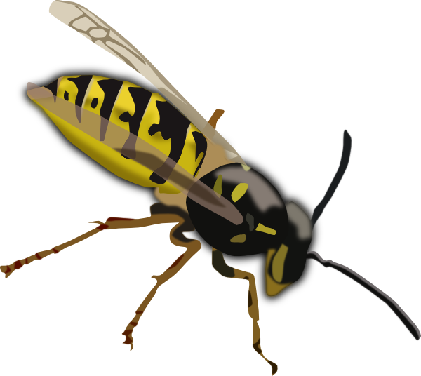 Hornet angry hornet