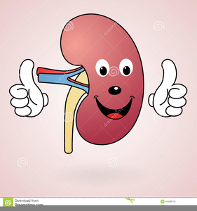 happy clipart kidney