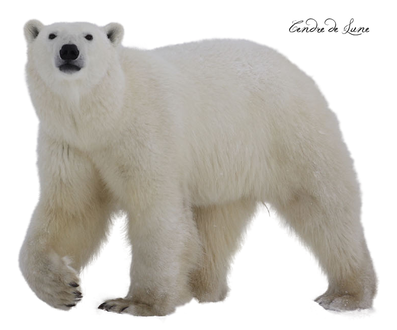 White clipart polar bear. Png transparent images pluspng