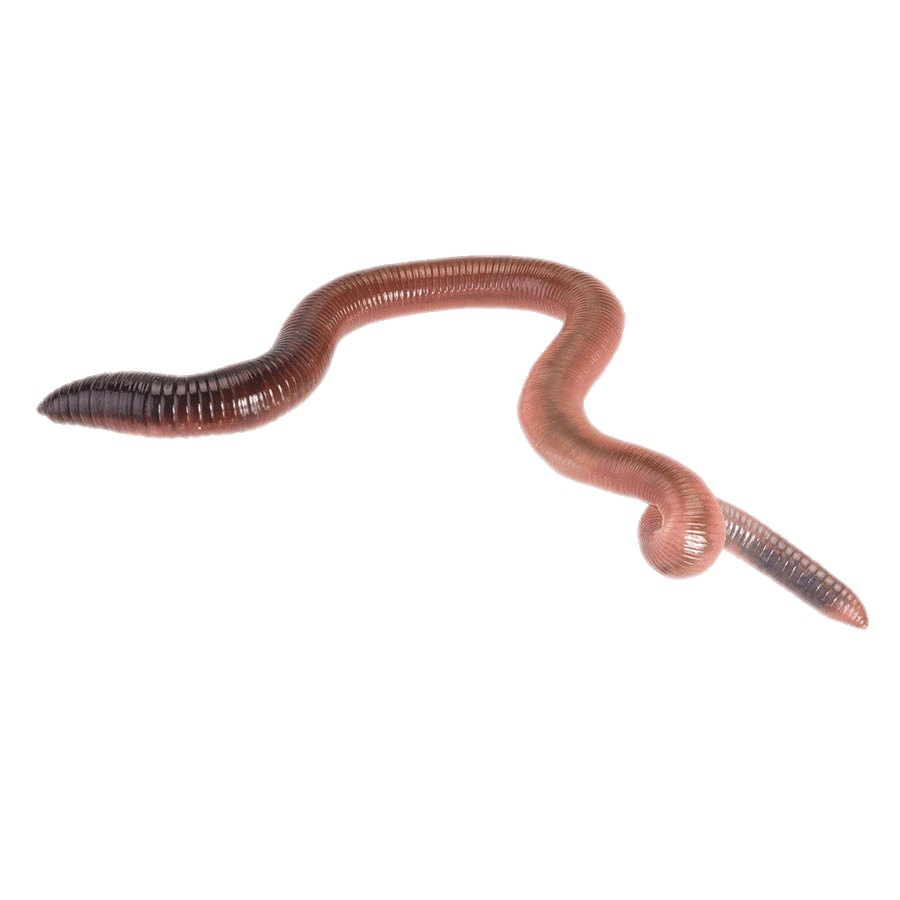  collection of no. Worm clipart fishing worm