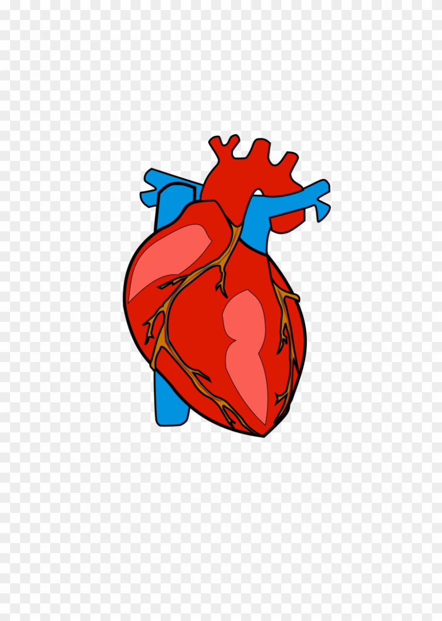 Heart clipart body. Human png download 