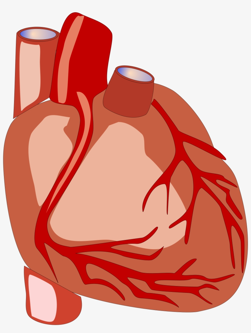 hearts clipart science