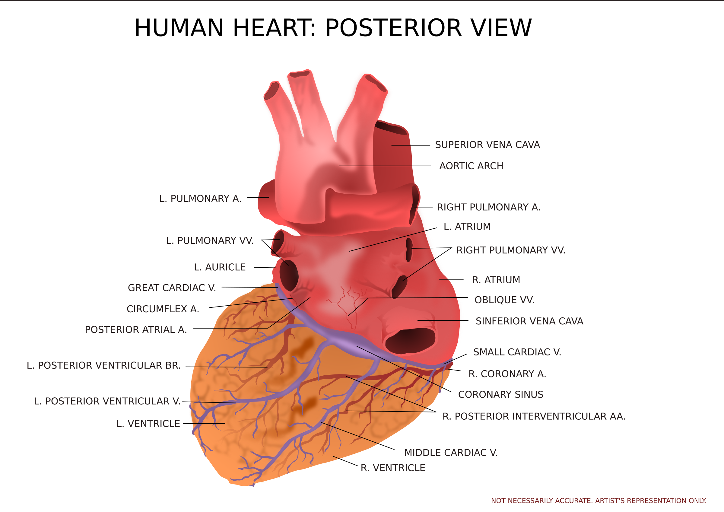 clipart heart human