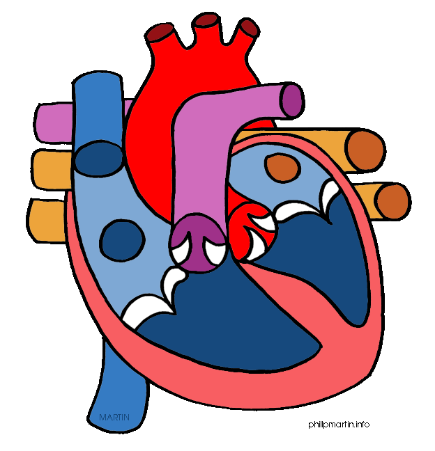 Human hart