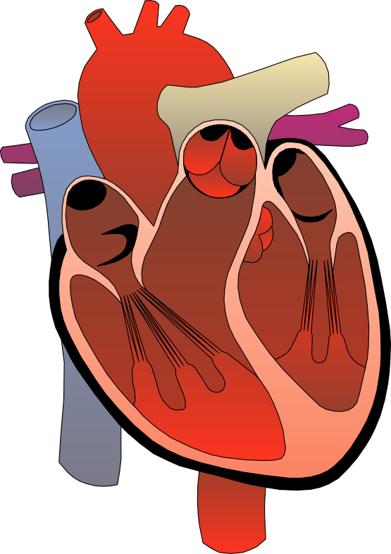 heart clipart human